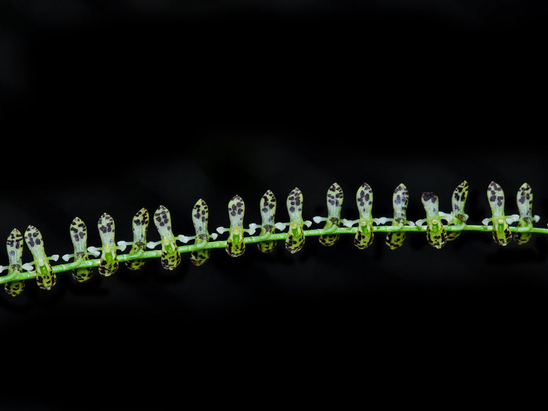 Pleurothallis melanosticta