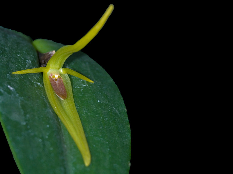 Pleurothallis microcardia