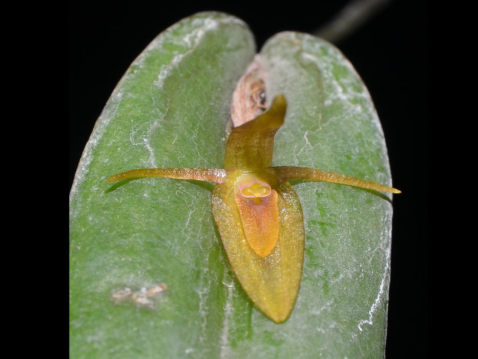 Pleurothallis microcardia sbsp. microcardia