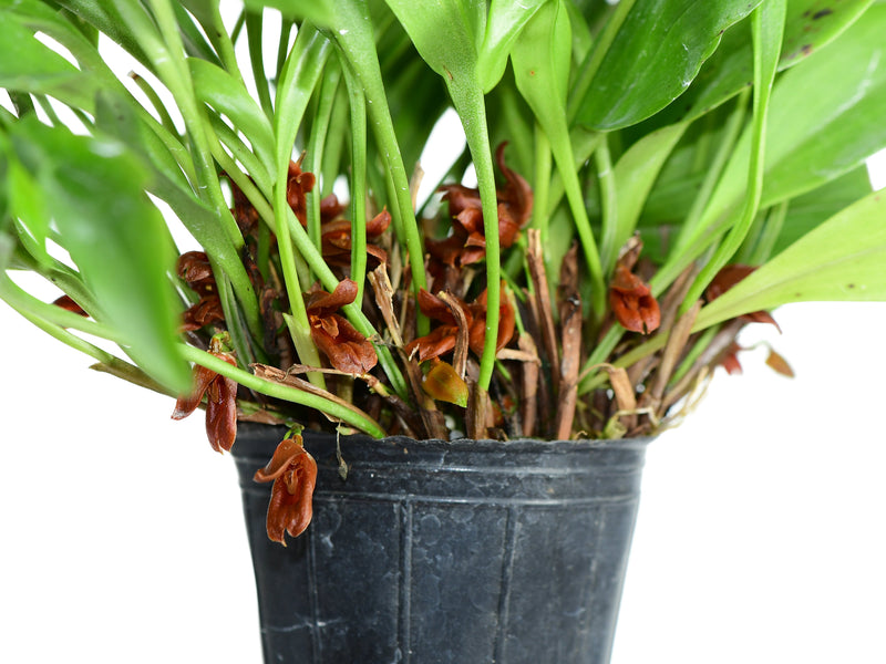 Pleurothallis montezumae