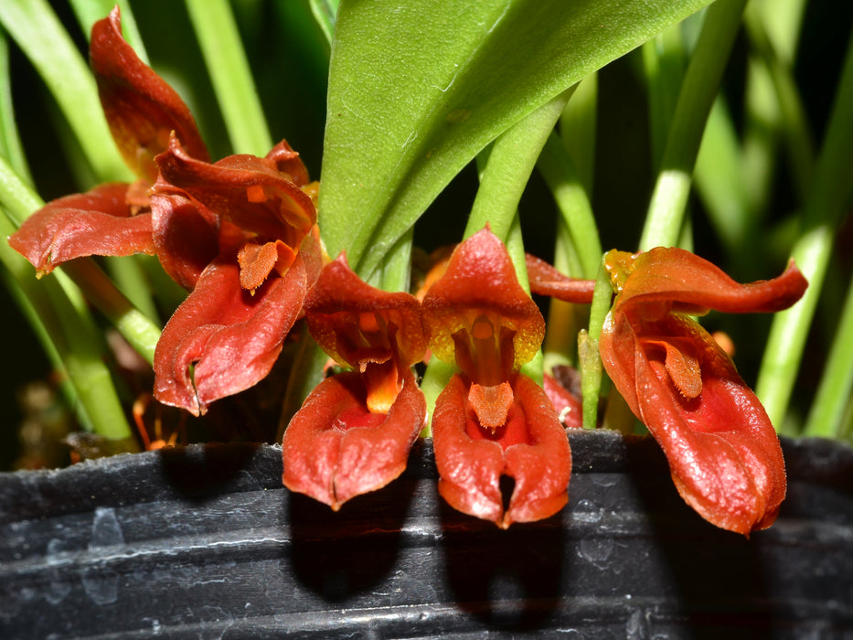 Pleurothallis montezumae