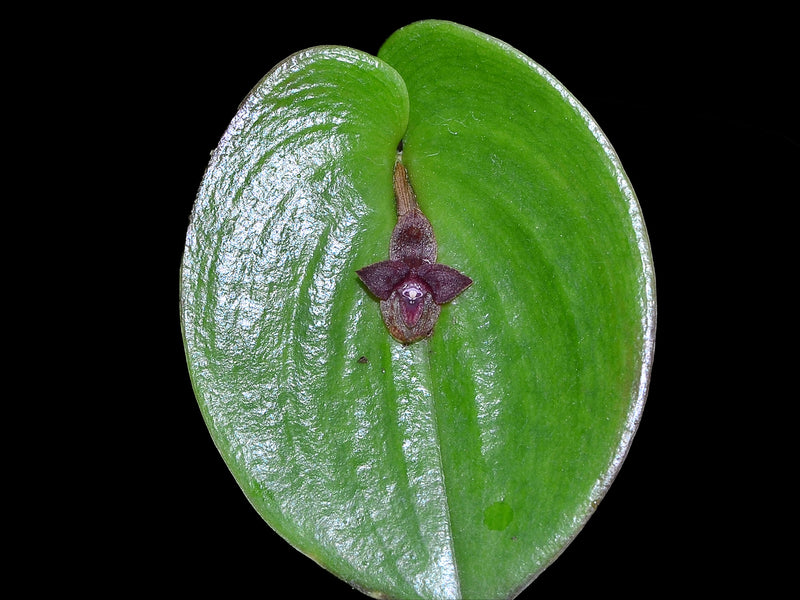 Pleurothallis nangaritzae