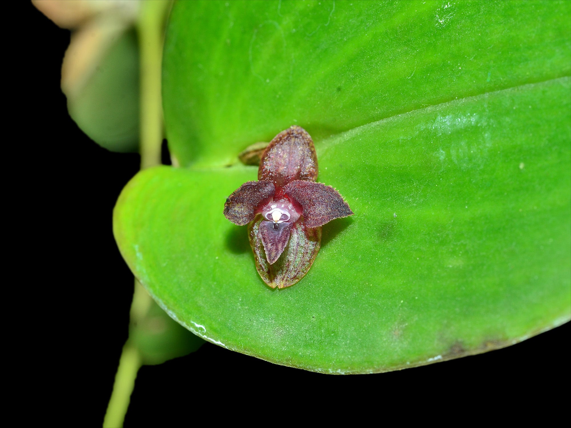 Pleurothallis nangaritzae