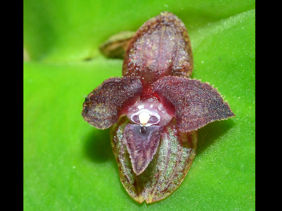 Pleurothallis nangaritzae