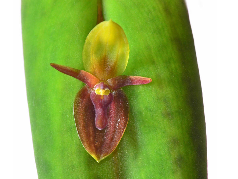 Pleurothallis neorinkei