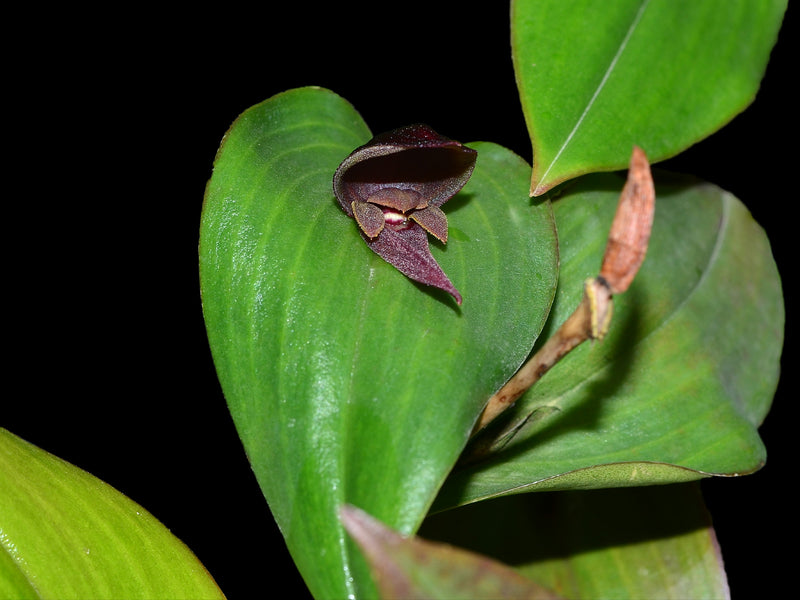 Pleurothallis nephroglossa