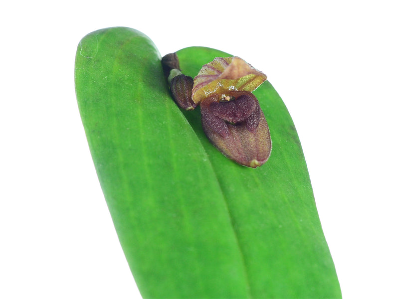 Pleurothallis nephroglossa