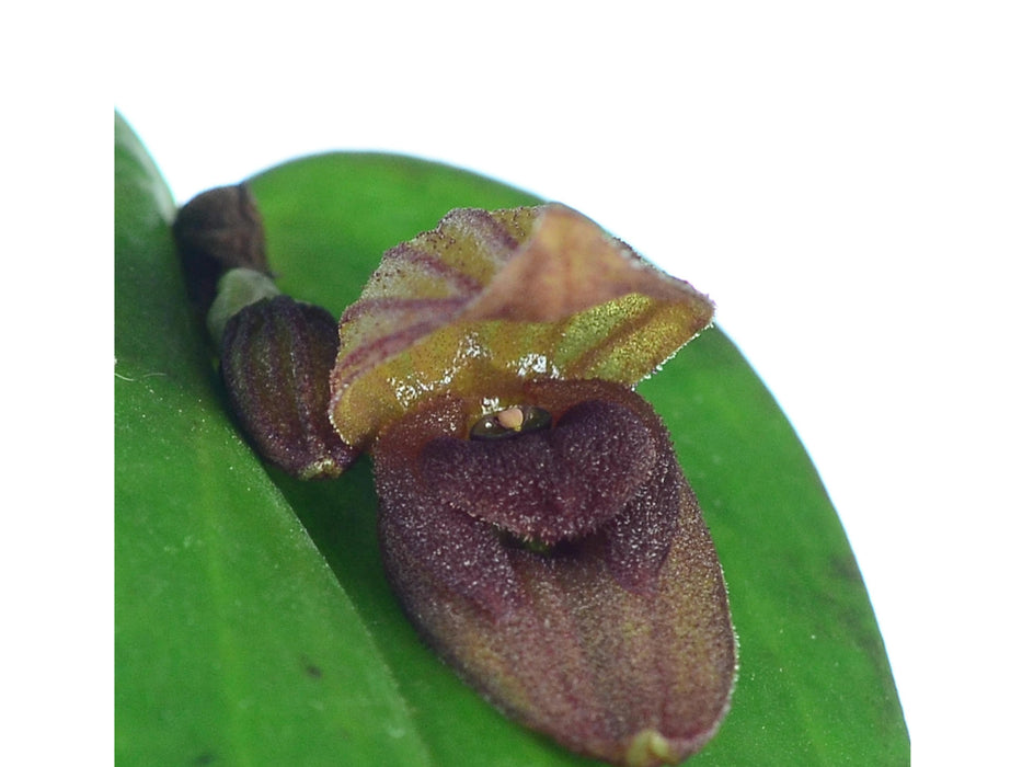 Pleurothallis nephroglossa