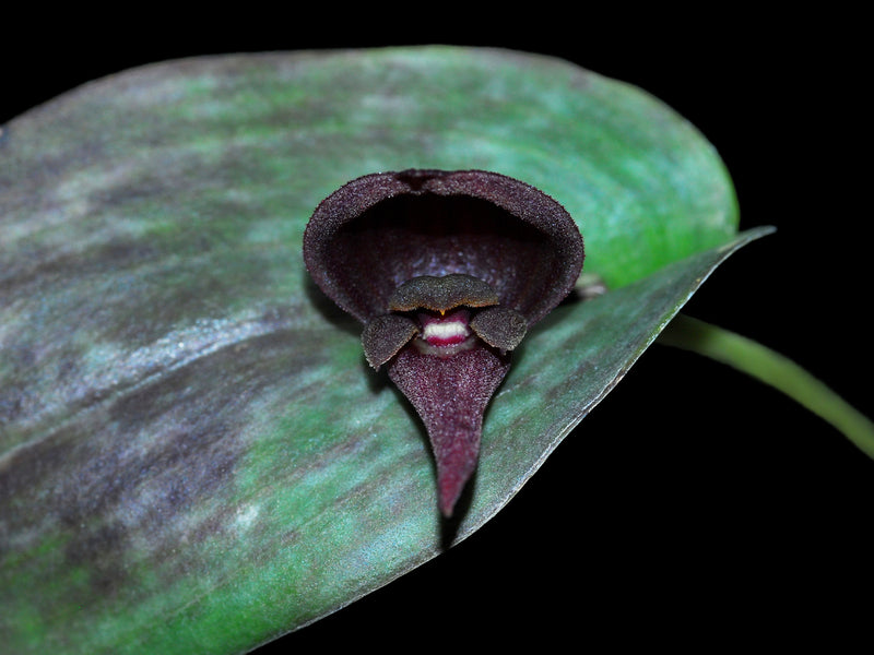 Pleurothallis nephroglossa 'Ecuagenera'