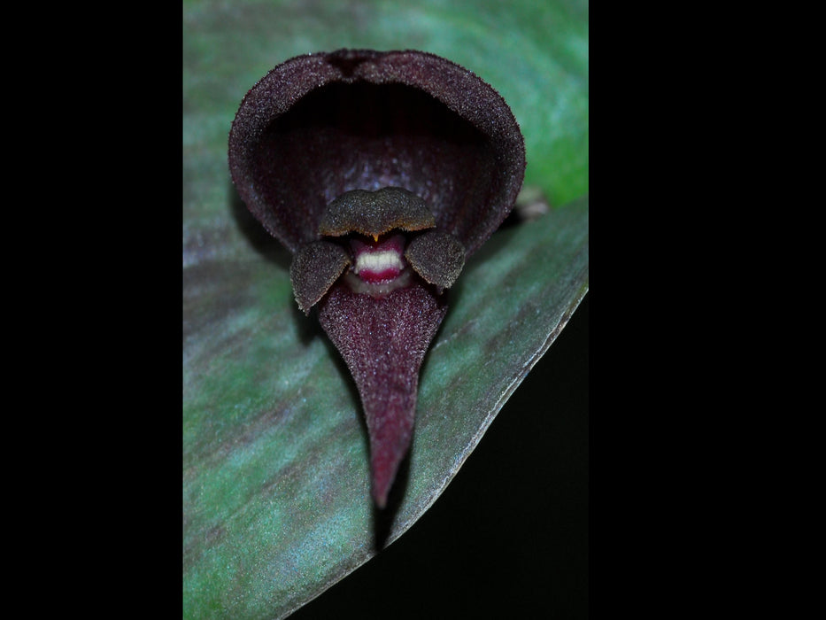 Pleurothallis nephroglossa 'Ecuagenera'