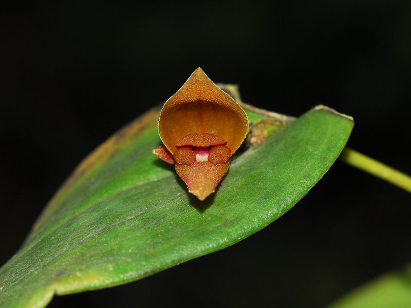 Pleurothallis nephroglossa