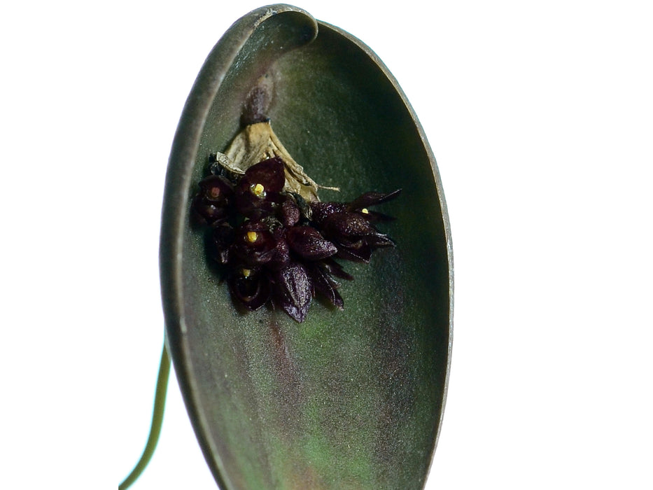 Pleurothallis nipterophylla