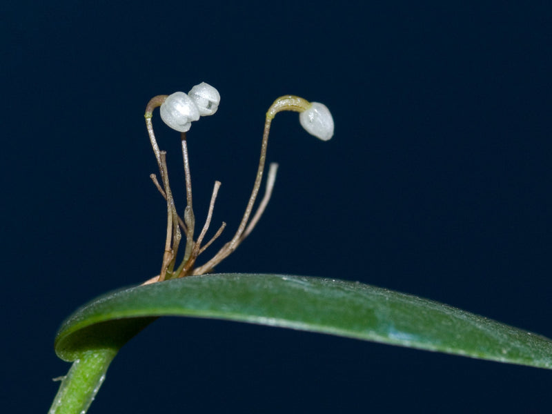 Pleurothallis niveoglobula