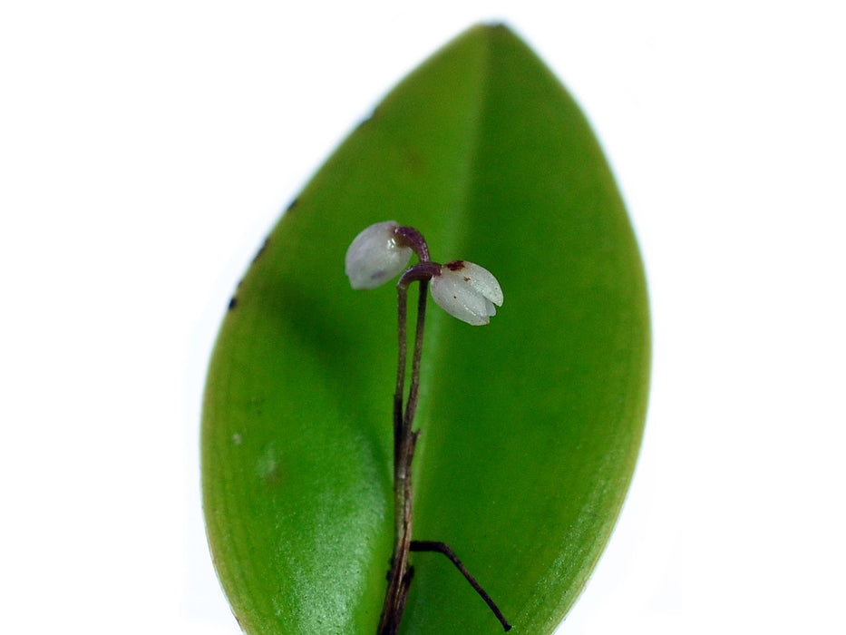 Pleurothallis niveoglobula