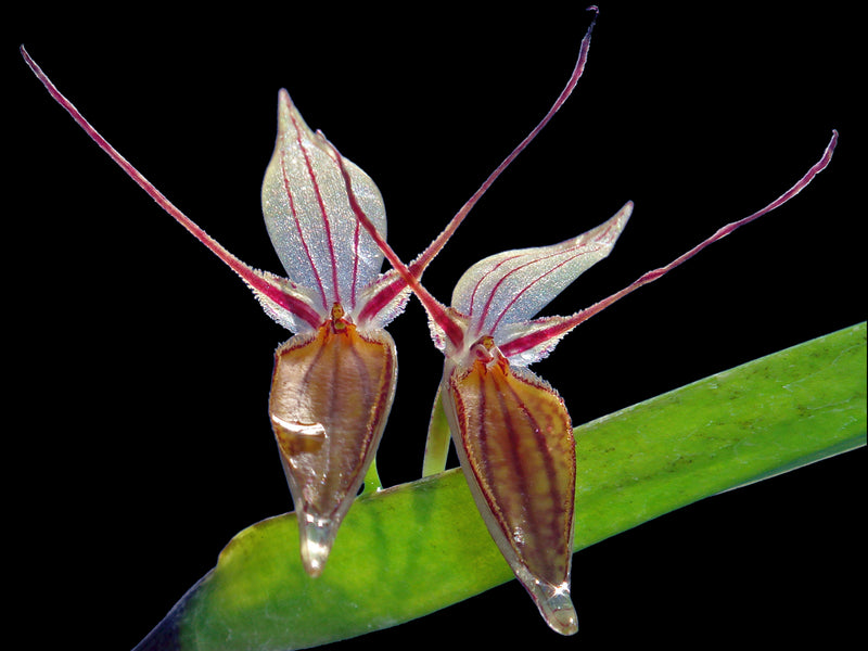 Pleurothallis nuda