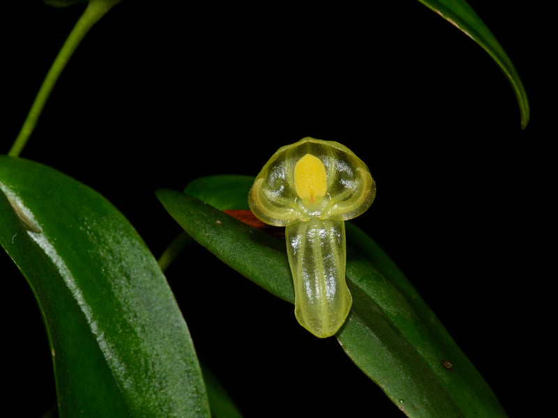 Pleurothallis octavioi
