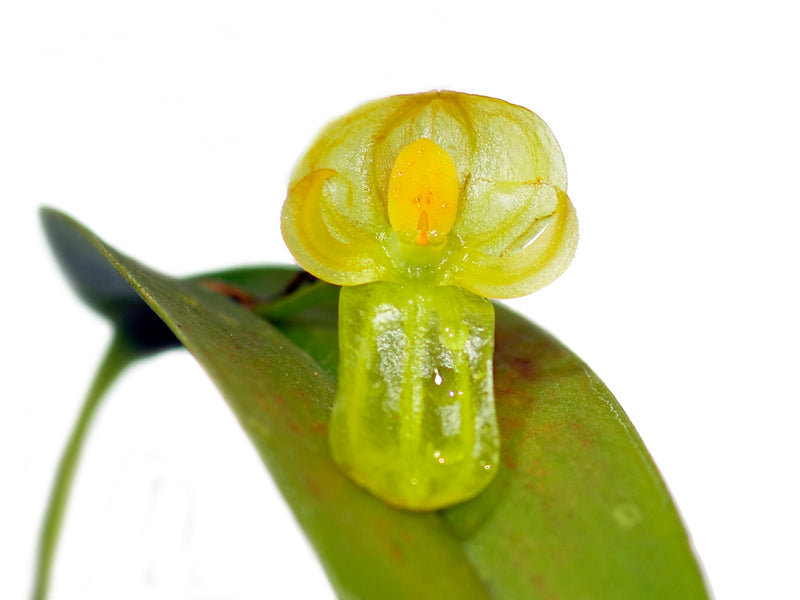 Pleurothallis octavioi
