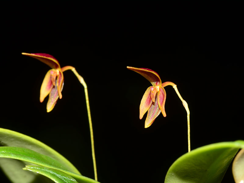 Pleurothallis orecta