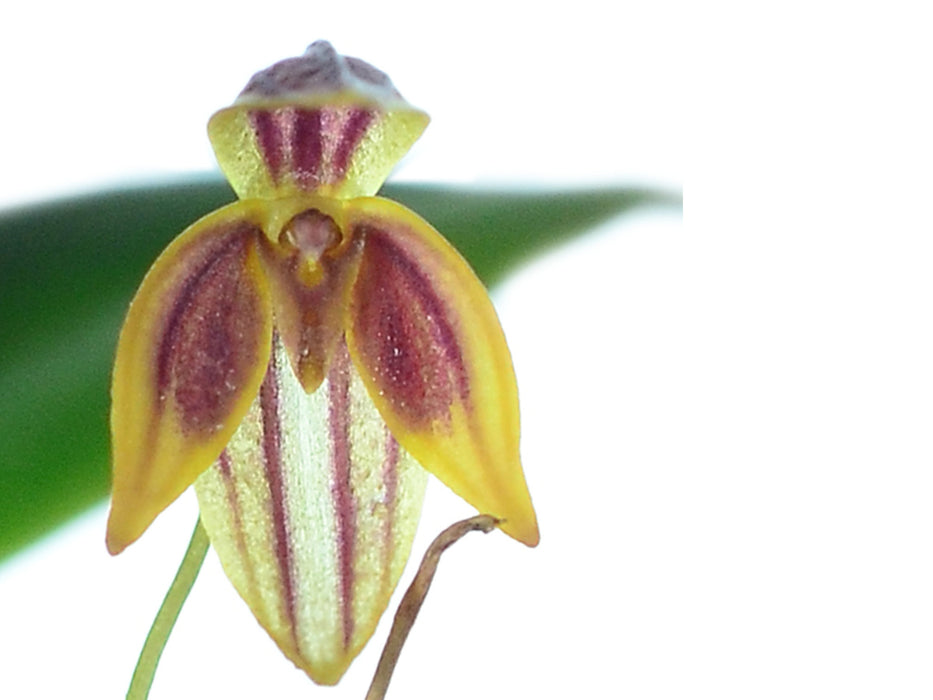 Pleurothallis orecta