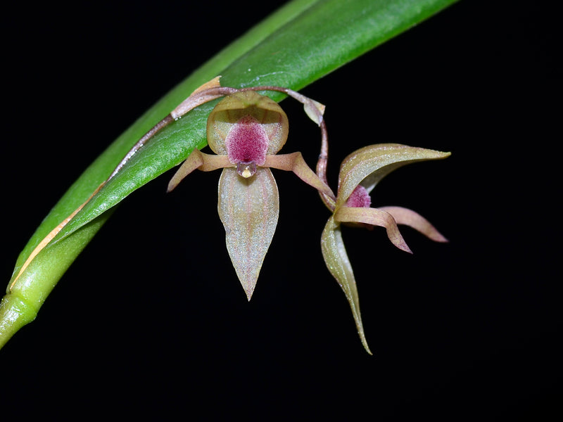 Pleurothallis papillingua