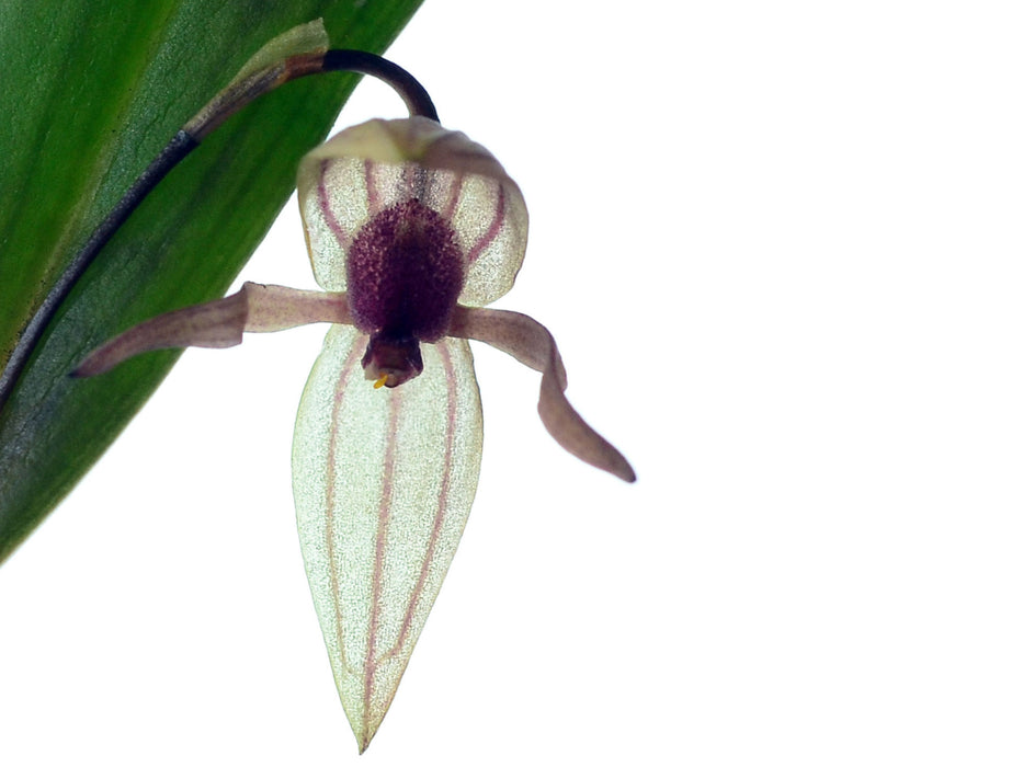 Pleurothallis papillingua