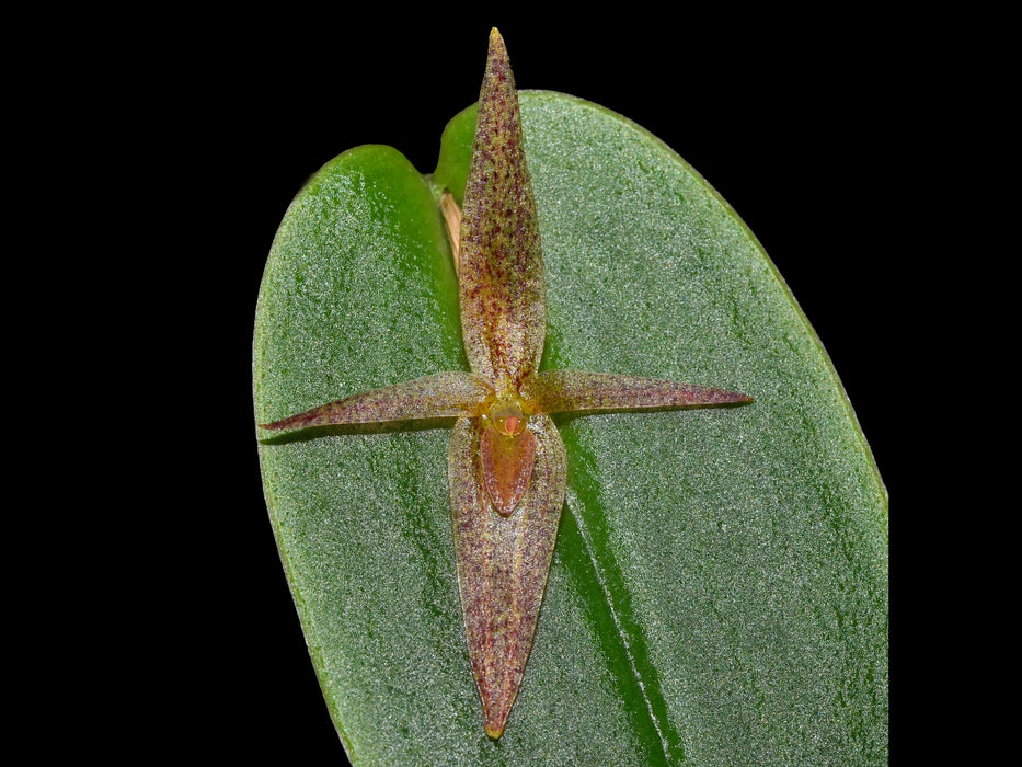 Pleurothallis paquishae