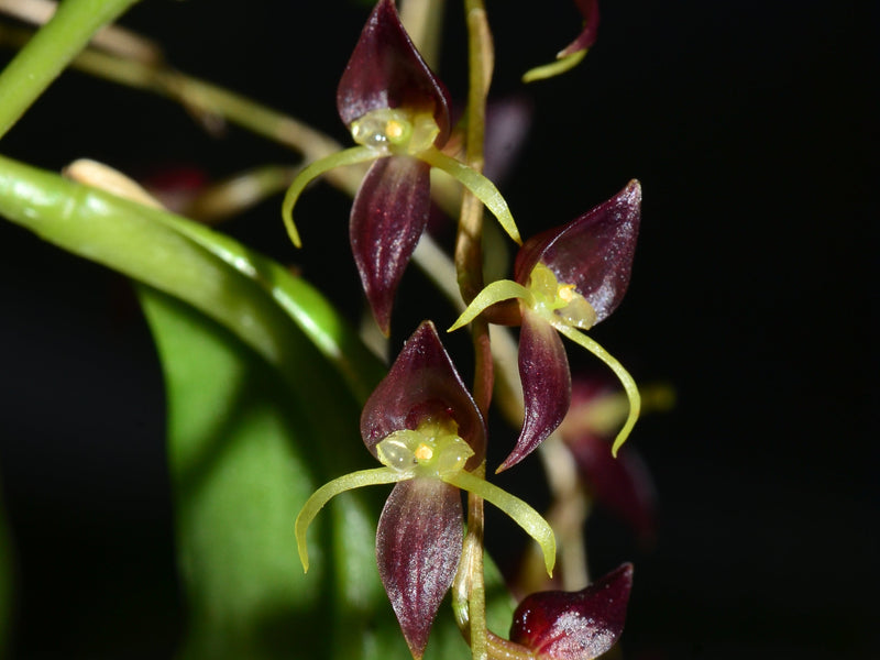Pleurothallis penduliflora