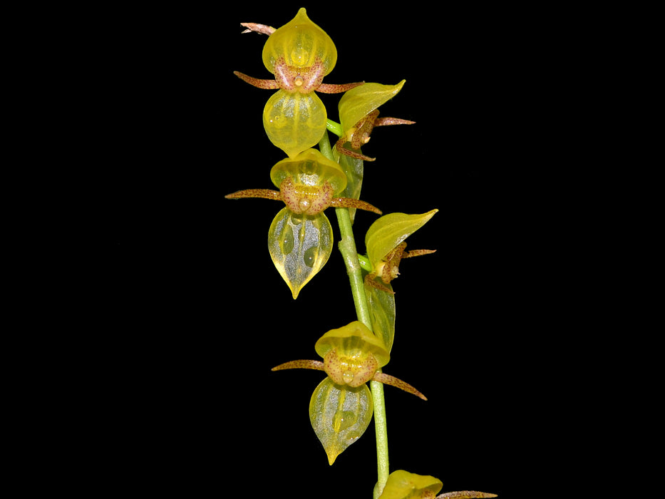 Pleurothallis penduliflora