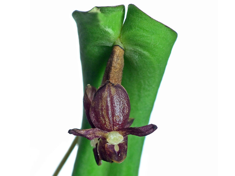Pleurothallis penelops