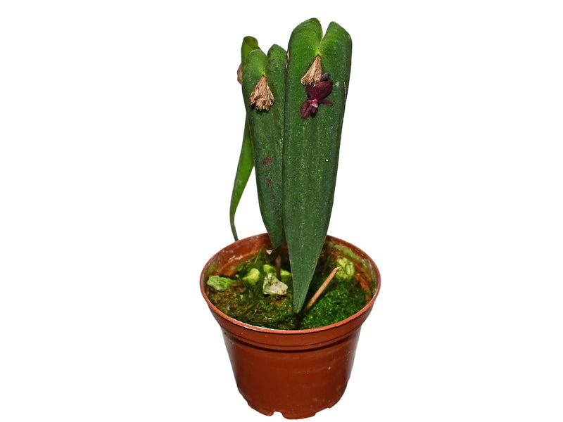 Pleurothallis penelops
