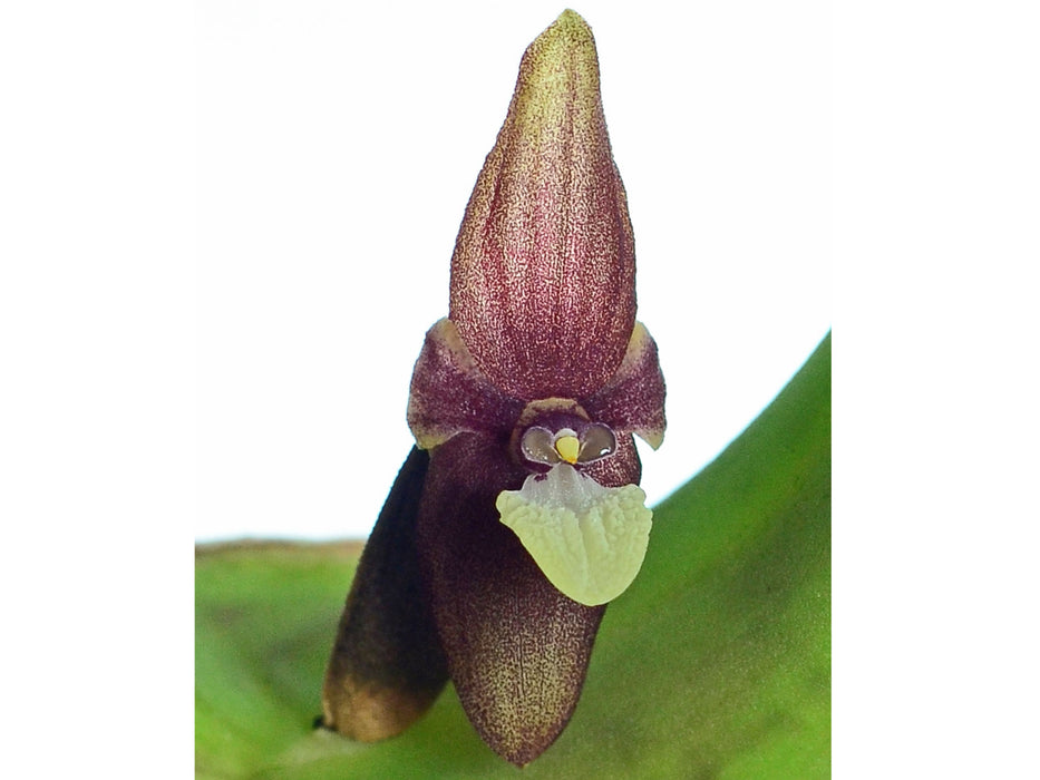 Pleurothallis perijaensis