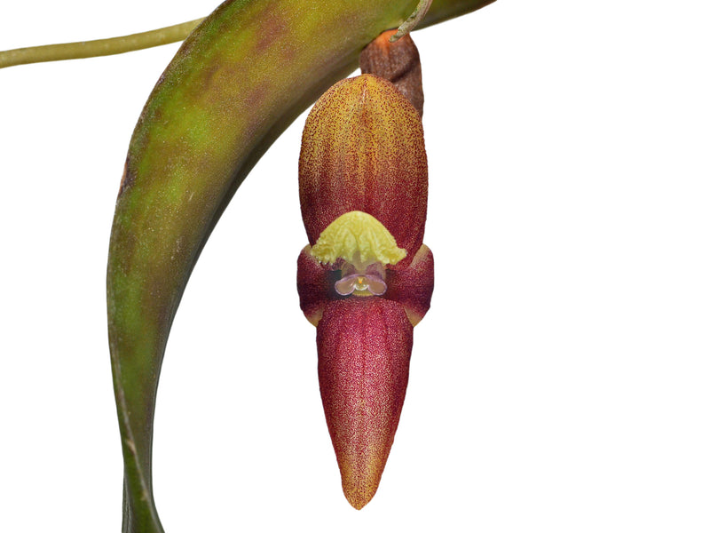 Pleurothallis perijaensis