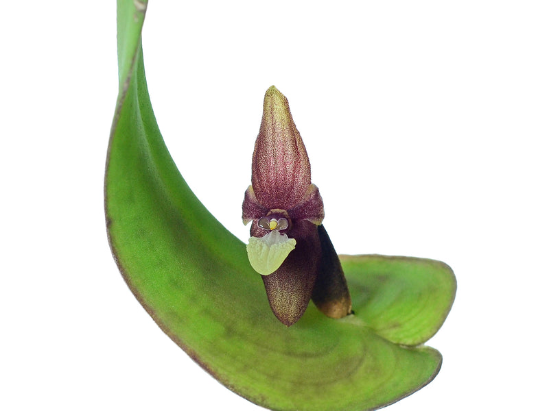 Pleurothallis perijaensis