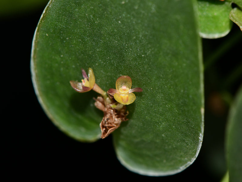Pleurothallis peroniocephala