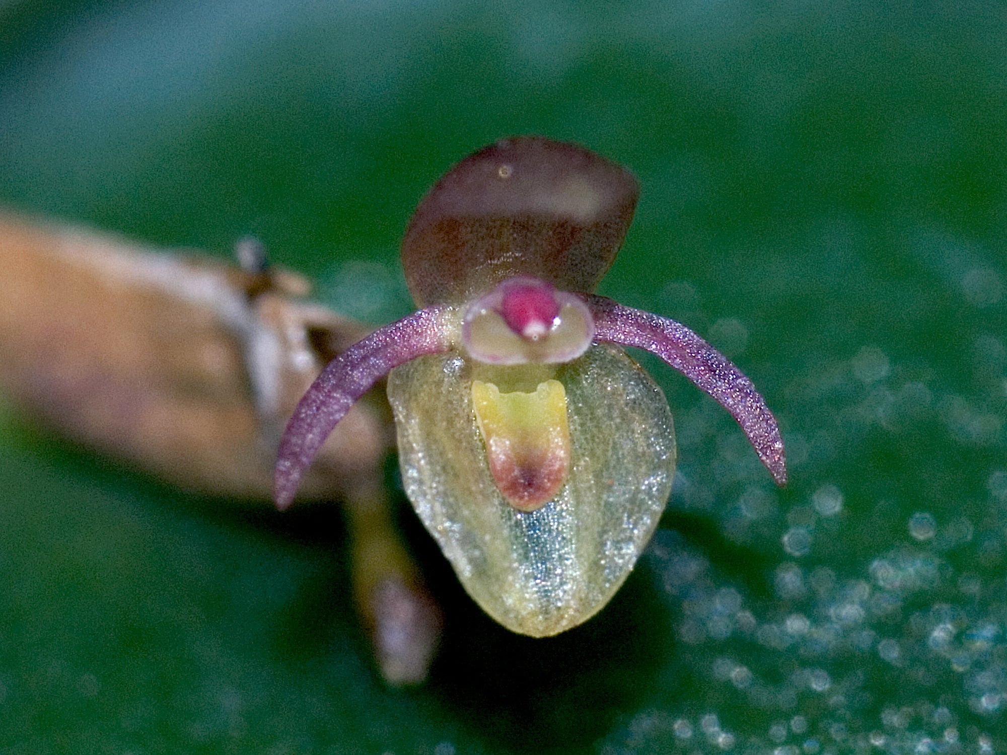 Pleurothallis peroniocephala