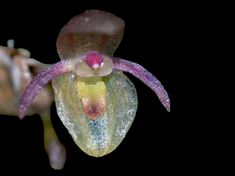 Pleurothallis peroniocephala