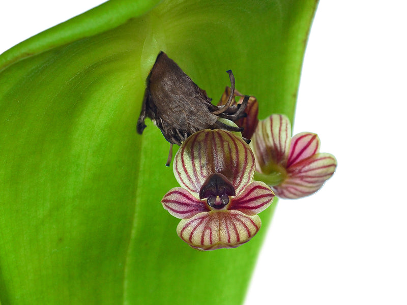 Pleurothallis perryi