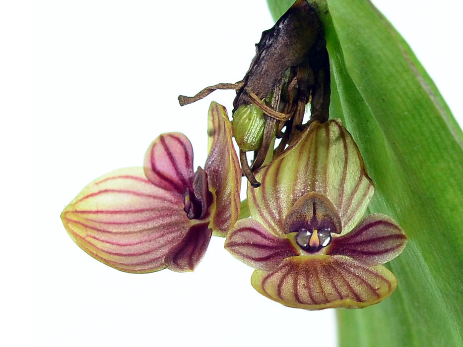 Pleurothallis perryi