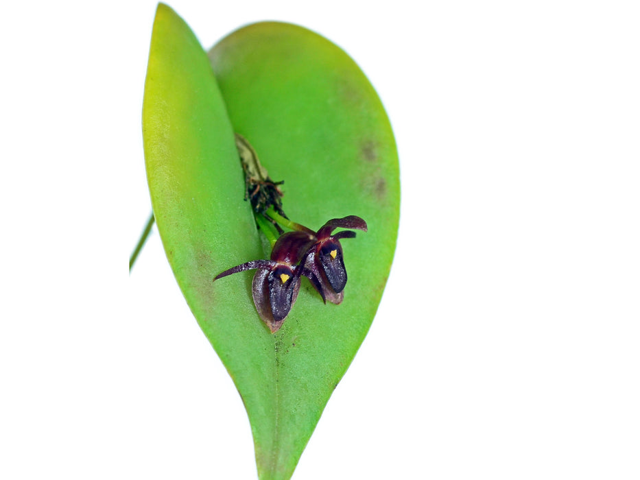 Pleurothallis phyllocardioides