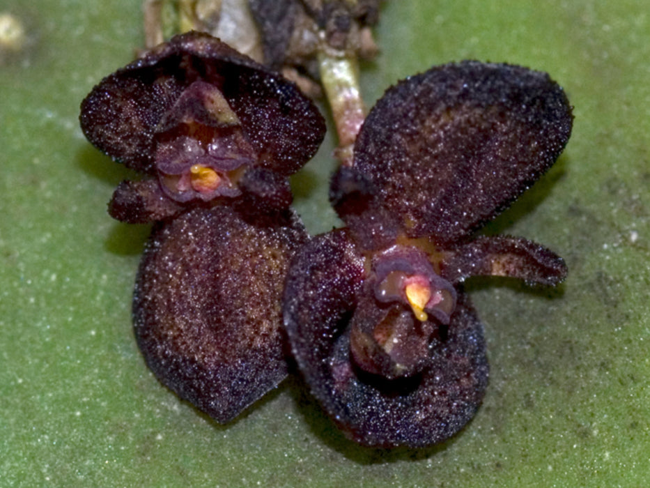 Pleurothallis phymatodea