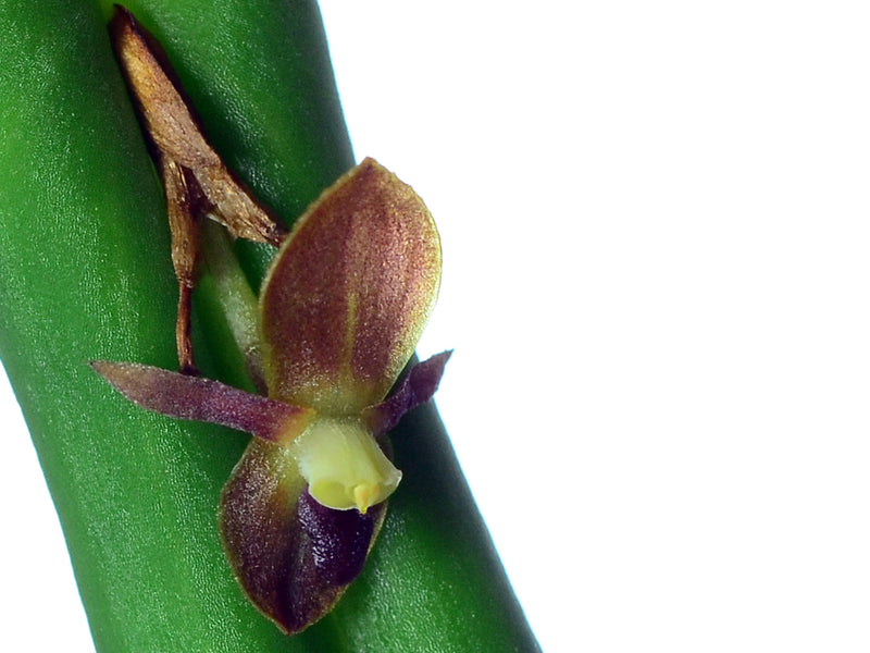 Pleurothallis portillae