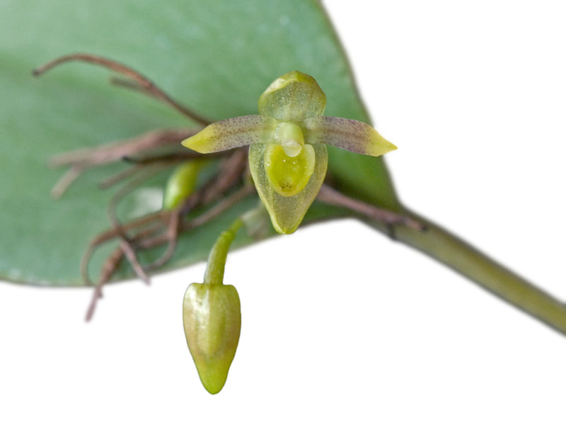 Pleurothallis praecipua