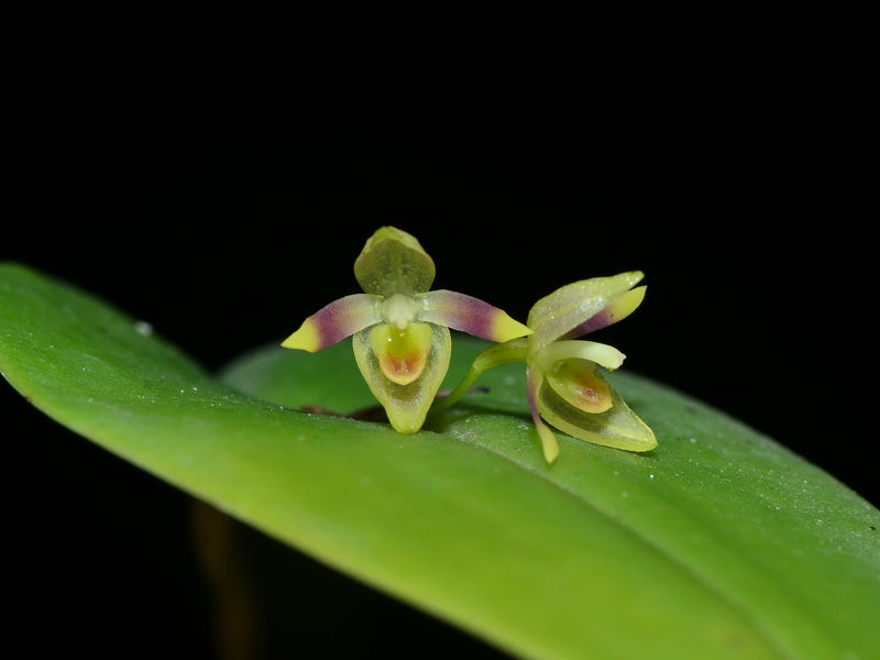 Pleurothallis praecipua