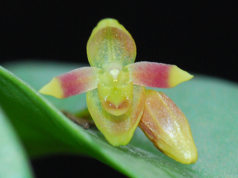 Pleurothallis praecipua