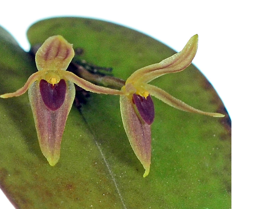 Pleurothallis prolaticollaris