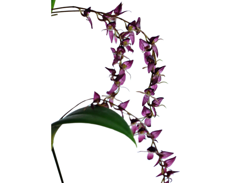 Pleurothallis ptychophora