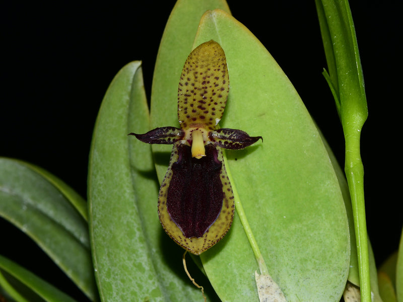 Pleurothallis punctulata