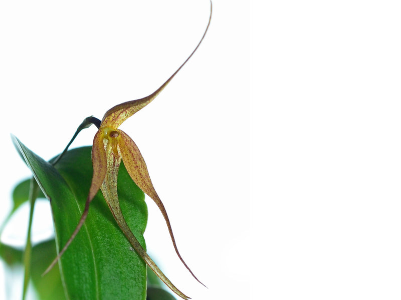 Pleurothallis quadricaudata