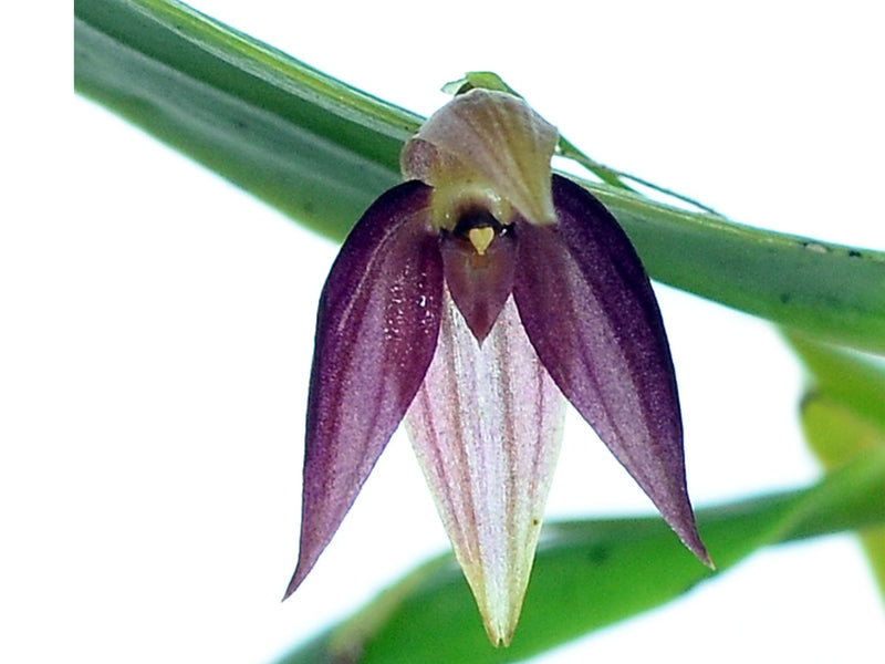 Pleurothallis quaternaria