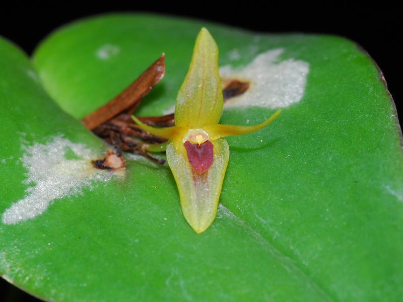 Pleurothallis recurvata